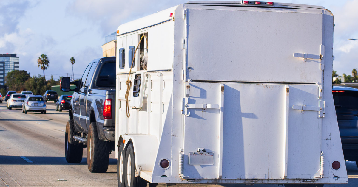 A truck pulling a white enclosed utility trailer that's hauling livestock inside.