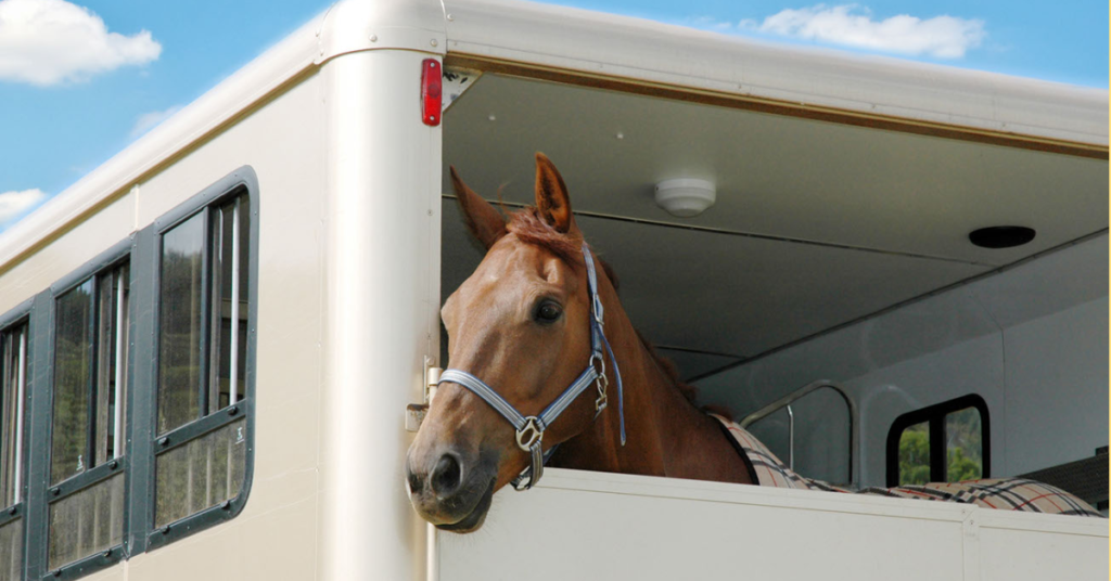 A horse sticks its head out the back of a utility trailer in Albuquerque. 
